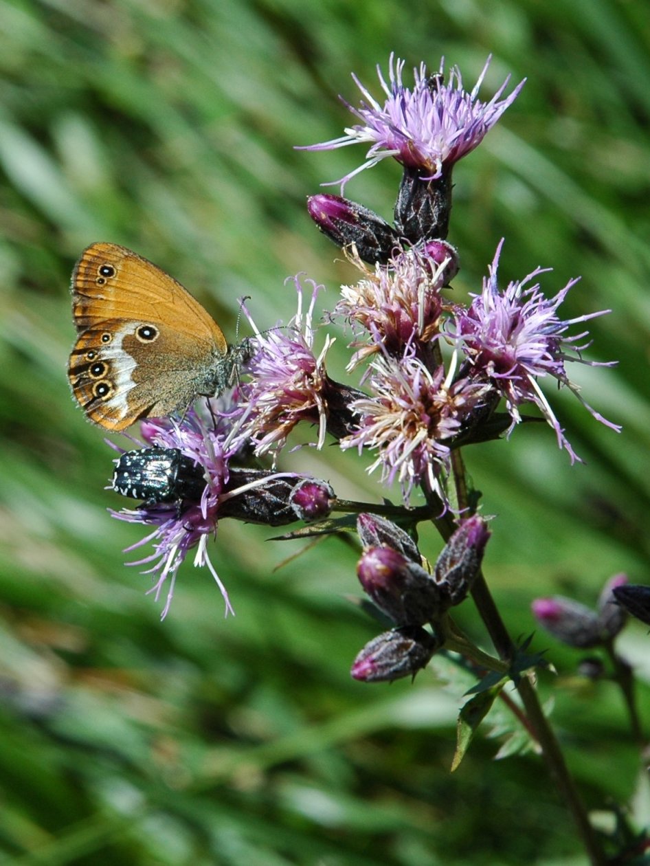 Serratula tinctoria / Cerretta comune